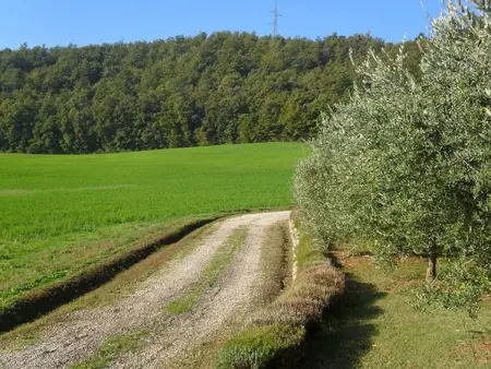 Petit appartement avec vue sur oliveraie à Anghiari : photo 29