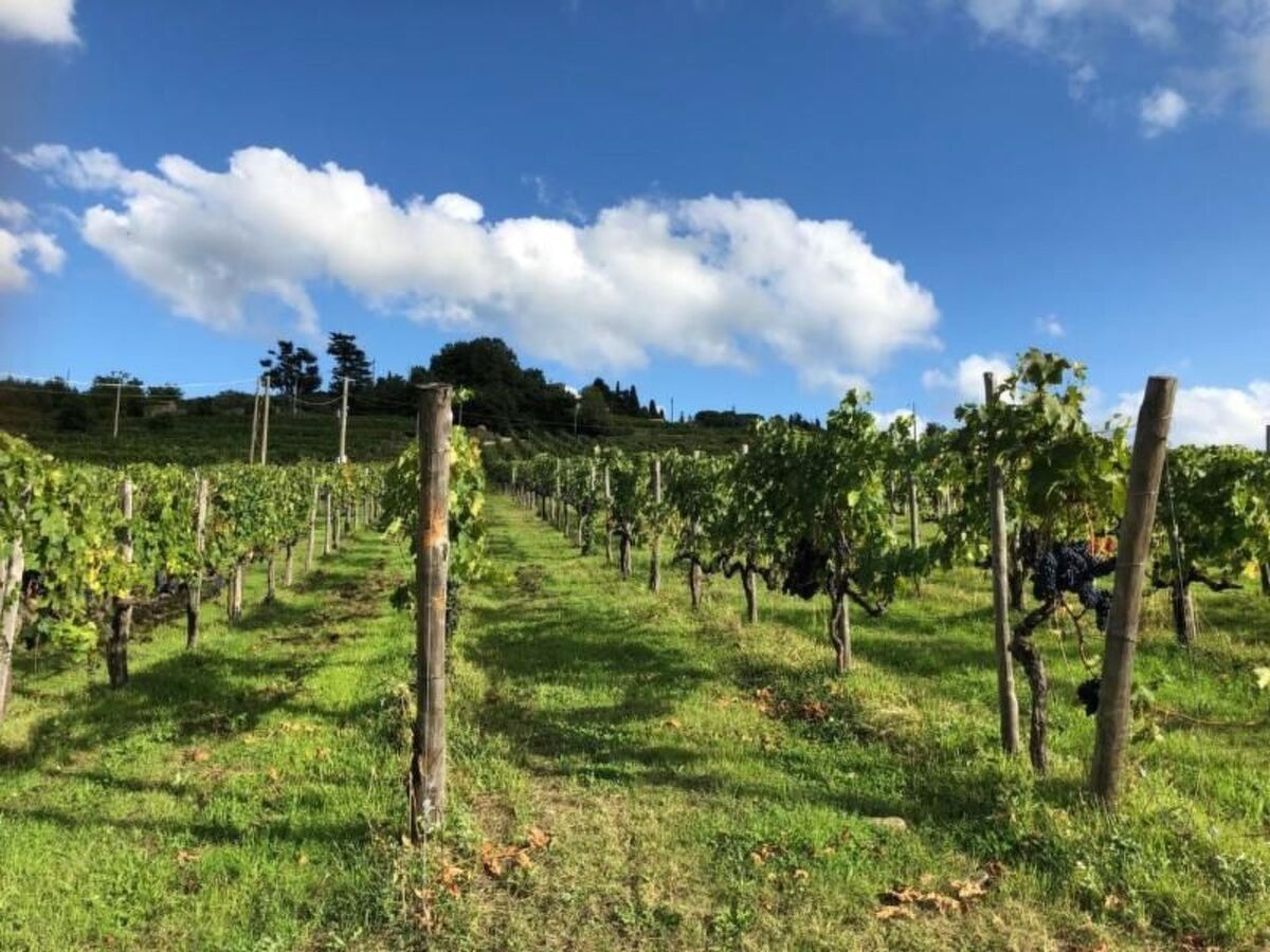 Il Lungo, appartement 4 pers. cœur Chianti - Photo 24