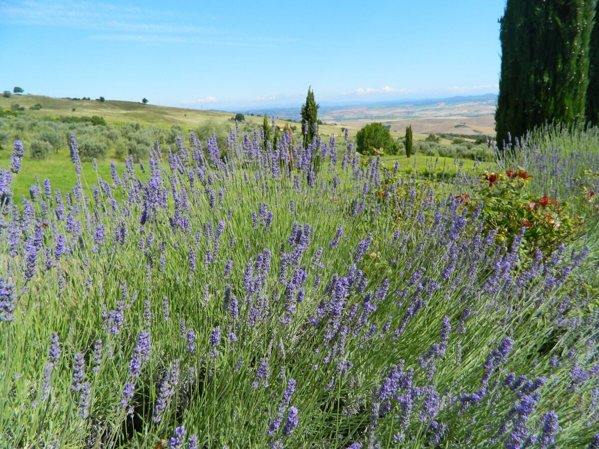 Appartement Casa Claudia avec jardin privé à Castiglione d'Orcia - Photo 7