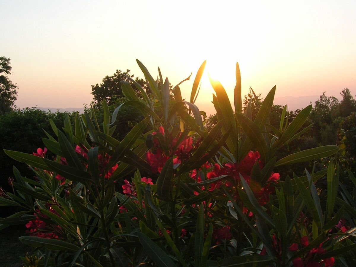 Studio Ligoracce, vue mer en ferme toscane - Photo 4