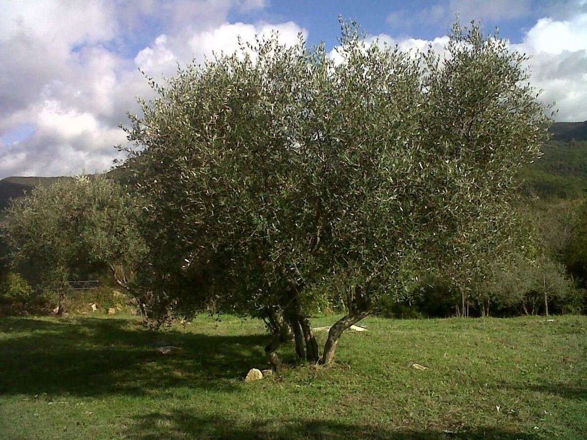 Studio Ligoracce, vue mer en ferme toscane - Photo 19