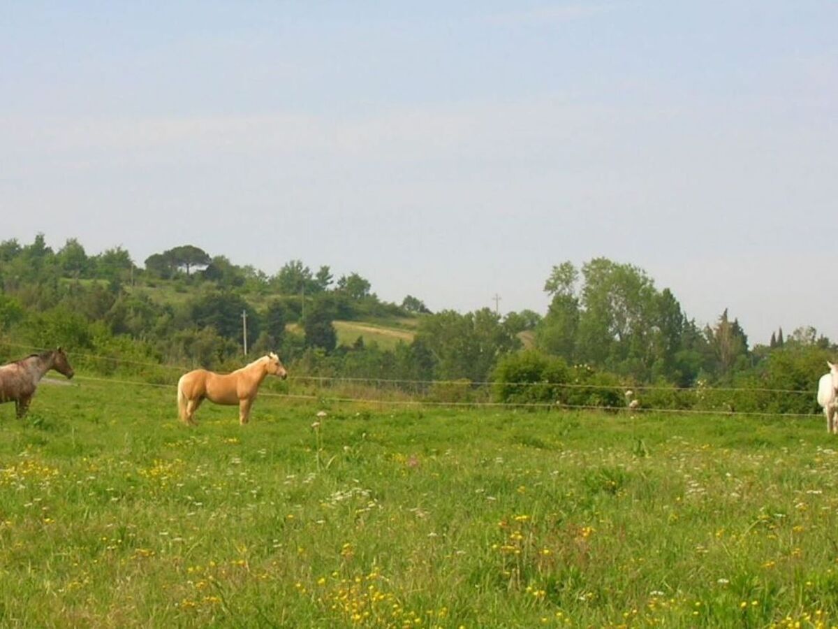 Studio Ligoracce, vue mer en ferme toscane - Photo 23