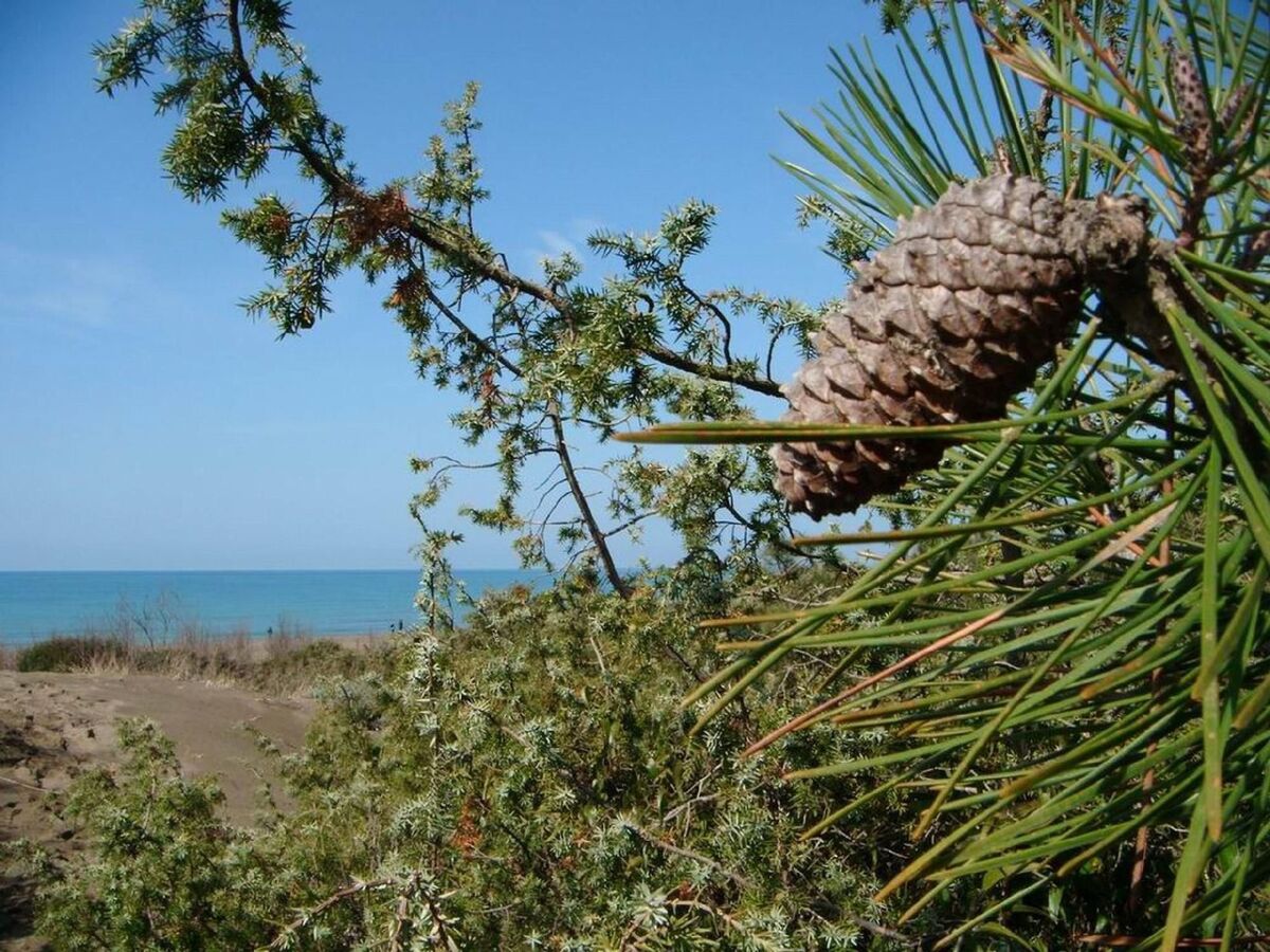 Studio 'Murex' face à la mer à Castagneto Carducci - Photo 14