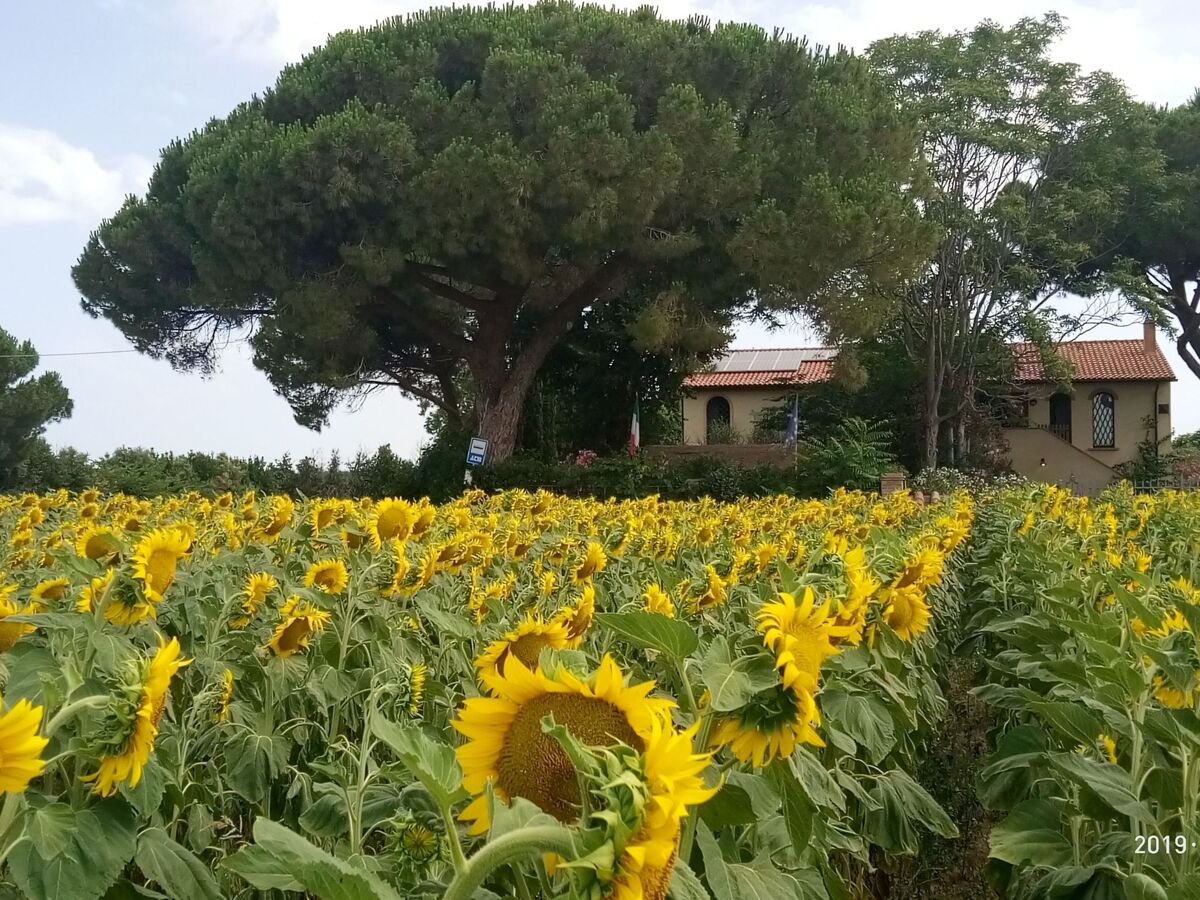 Studio 35 m² en Toscane, piscine et plage à 3 km - Photo 5