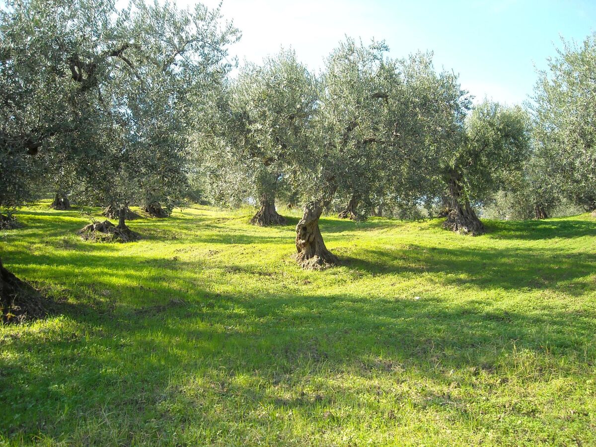 Casa Master à Lamporecchio, piscine & vignoble - Photo 45