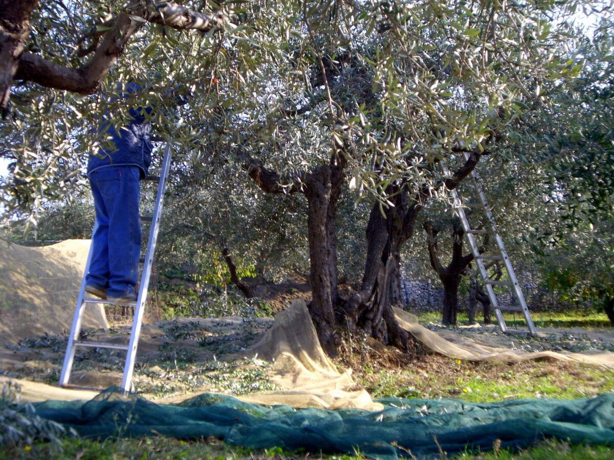 Casa Master à Lamporecchio, piscine & vignoble - Photo 46