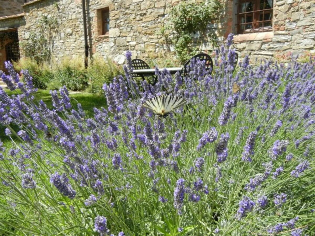 Apartment Lavanda 1 – Veranda & Vue Chianti - Photo 4