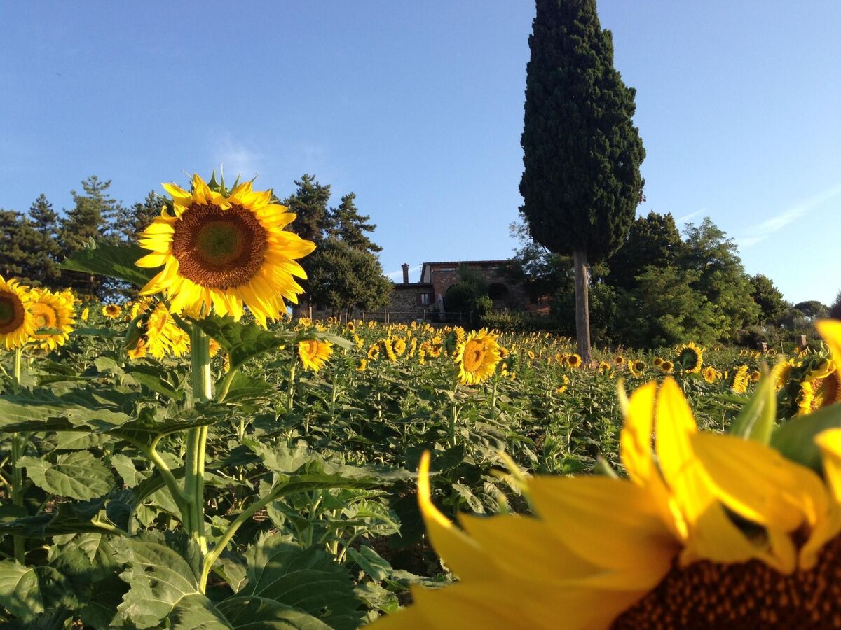 Poggio Cantarello – Appartement rural Toscane, 4 pers. - Photo 2