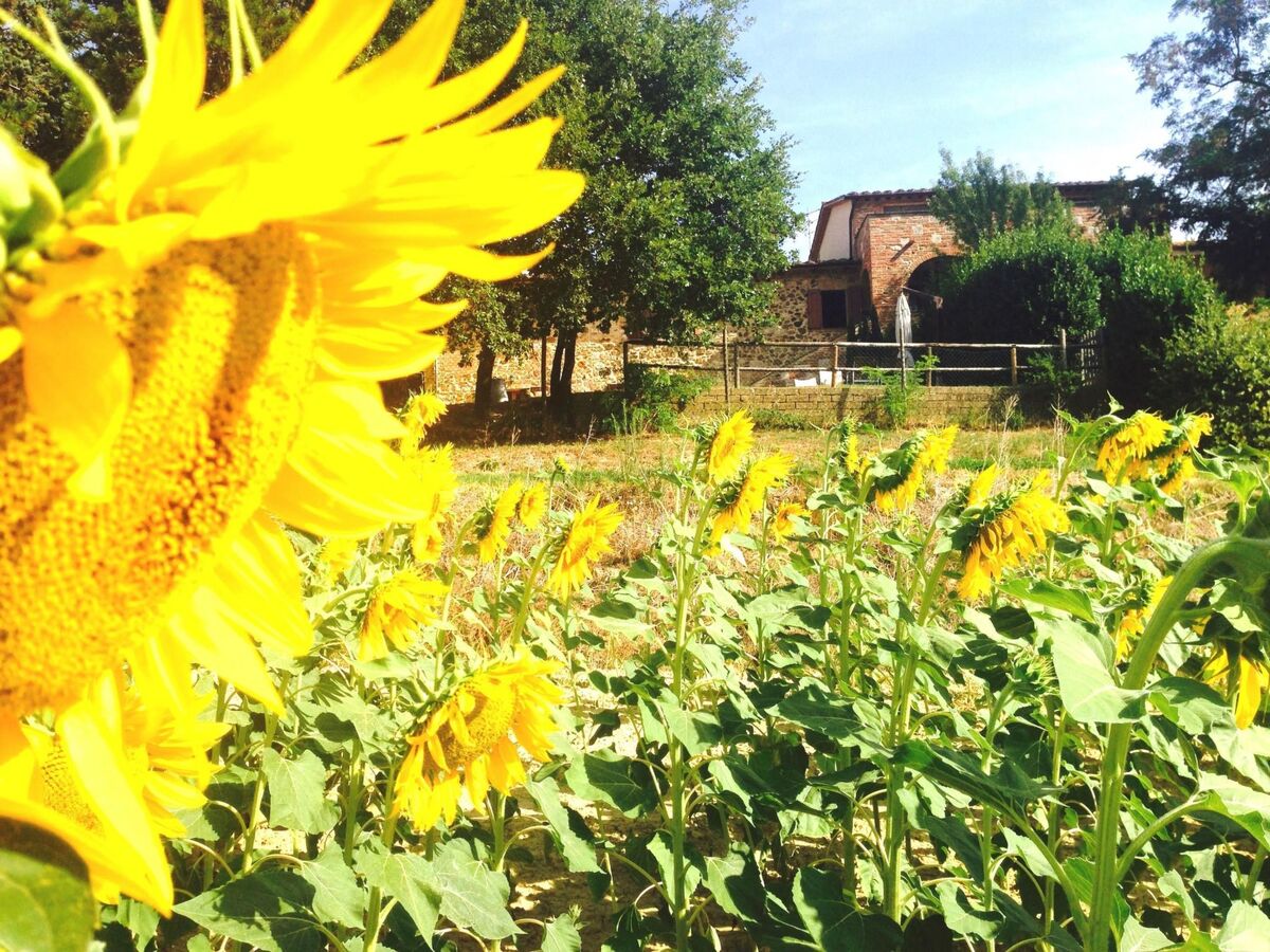 Poggio Cantarello – Appartement rural Toscane, 4 pers. - Photo 20