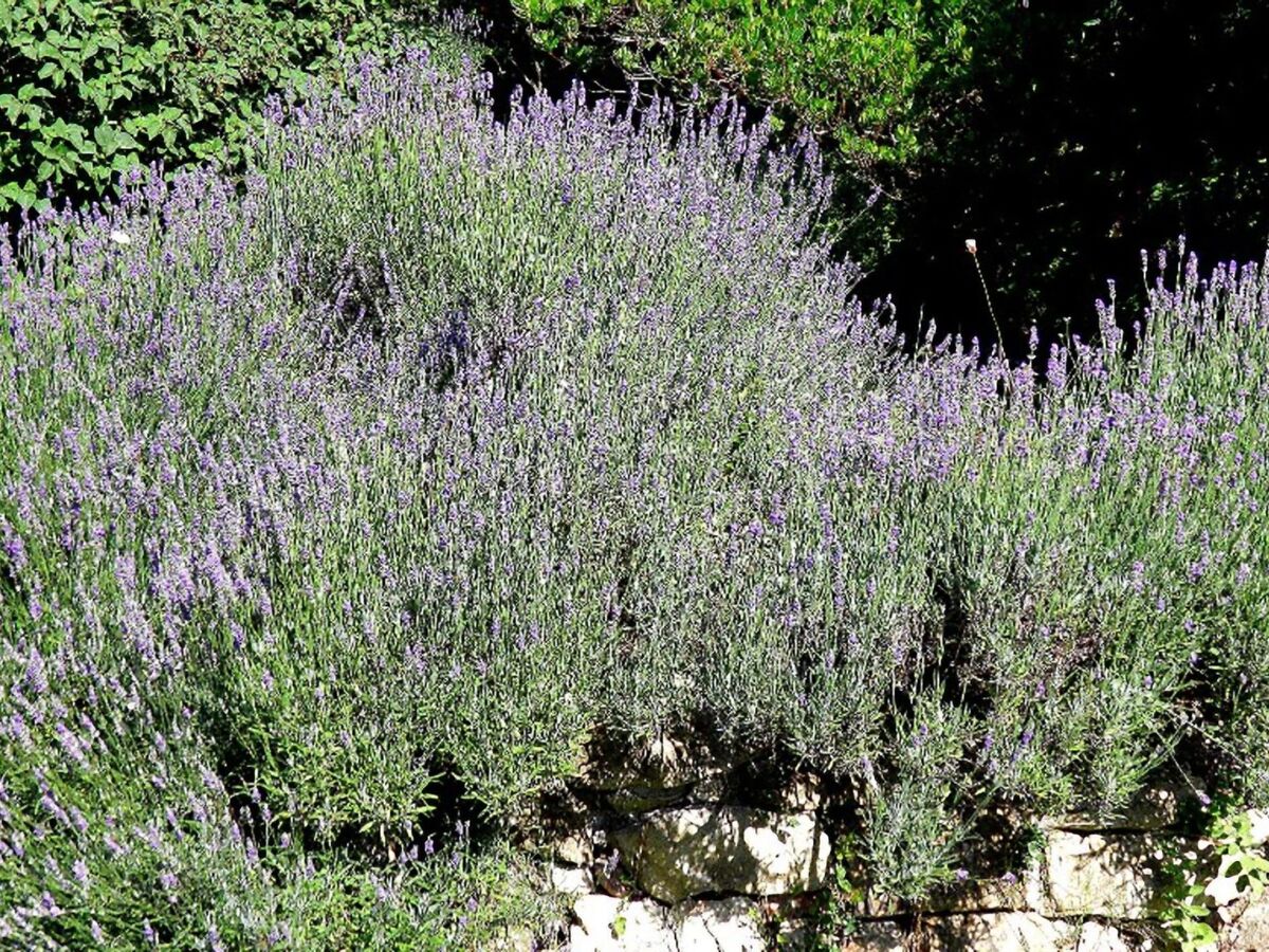 Appartement 2 pers. avec jardin et piscine à Civitella Marittima - Photo 15