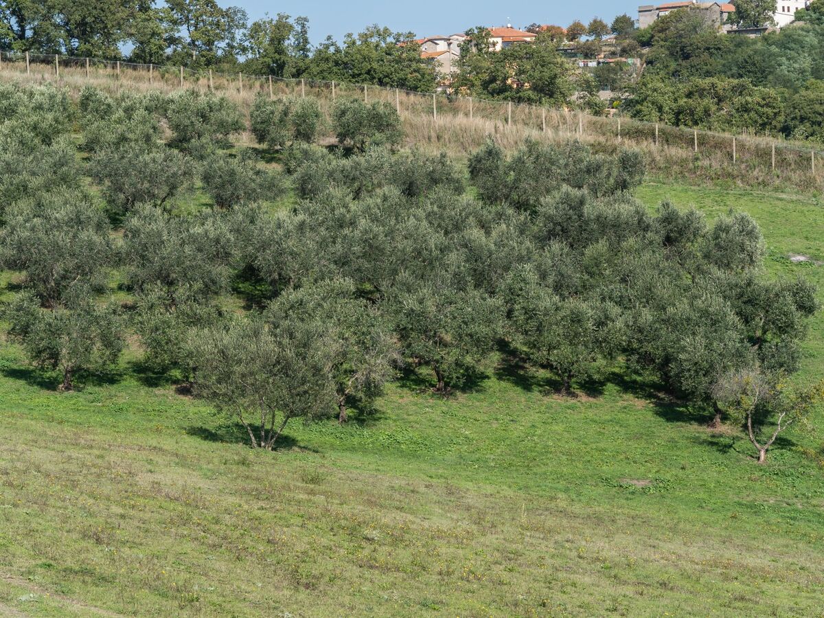 Appartement Sunflower au Lago di Bolsena, 4 pers. - Photo 20