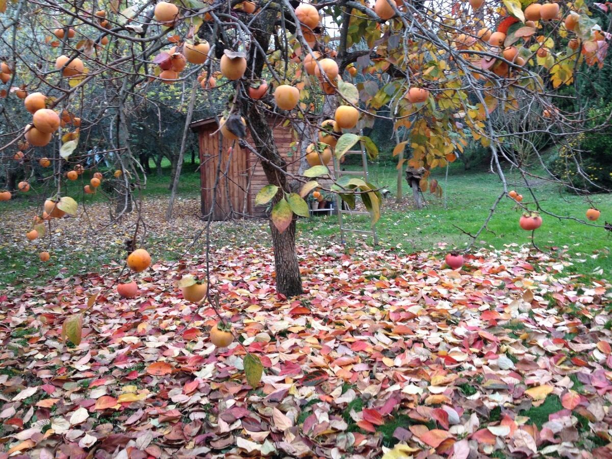 Studio 60 m² avec cuisine équipée à Civitella d'Agliano - Photo 18