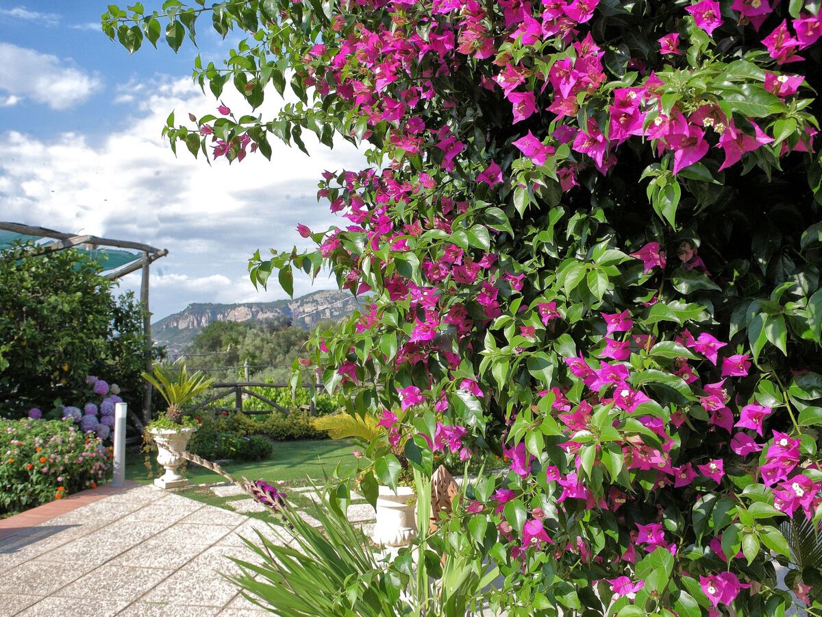 Villa Flore : maison 8 pers. vue golfe de Naples - Photo 6