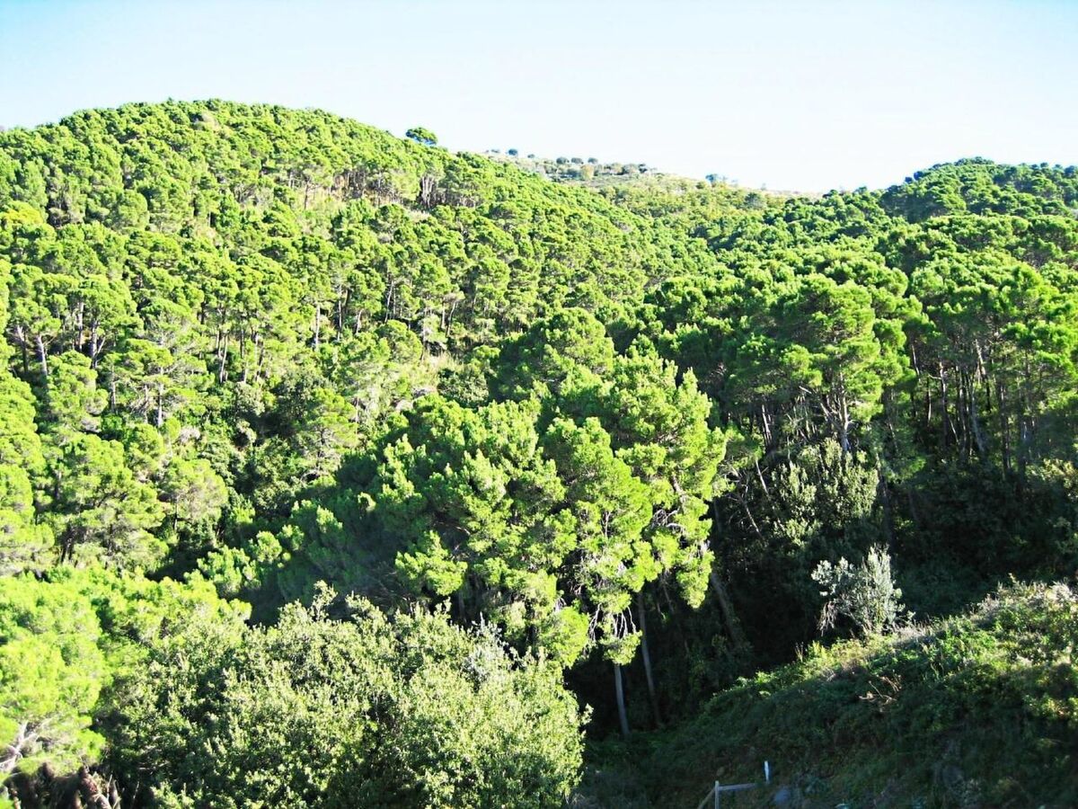 Casa Pineta : appartement 4 pers. vue mer à Montecorice - Photo 29