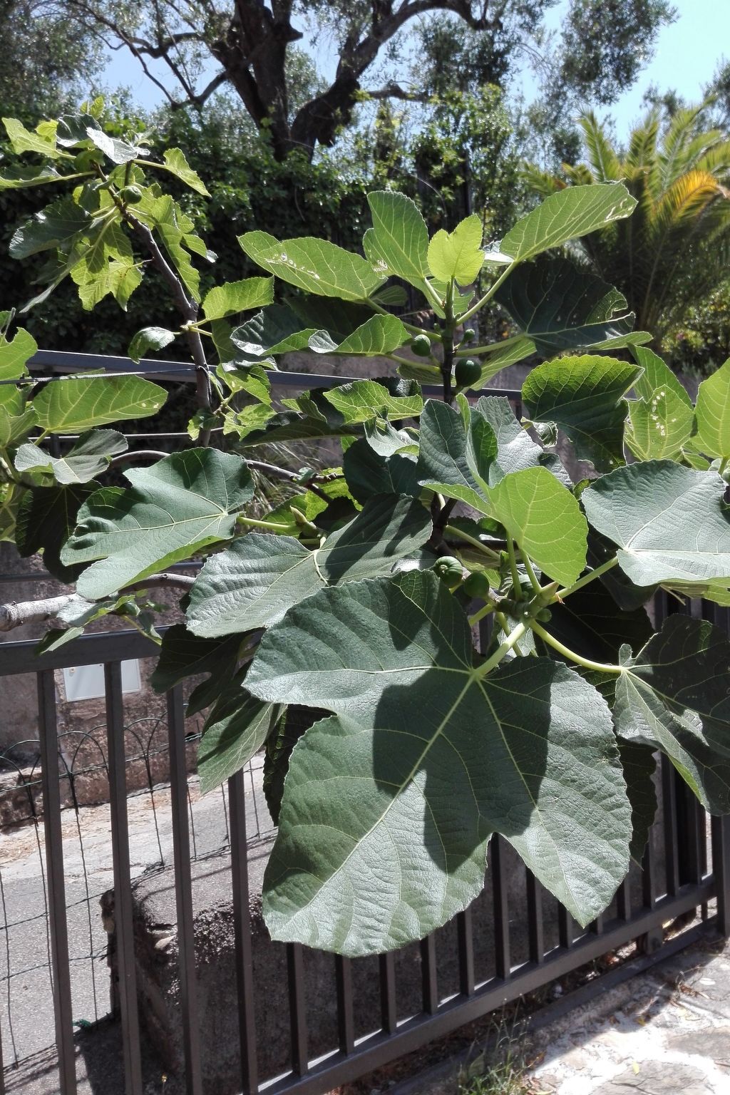 Villa Cécile App. 1 : 11 pers., jardin & grill - Photo 46