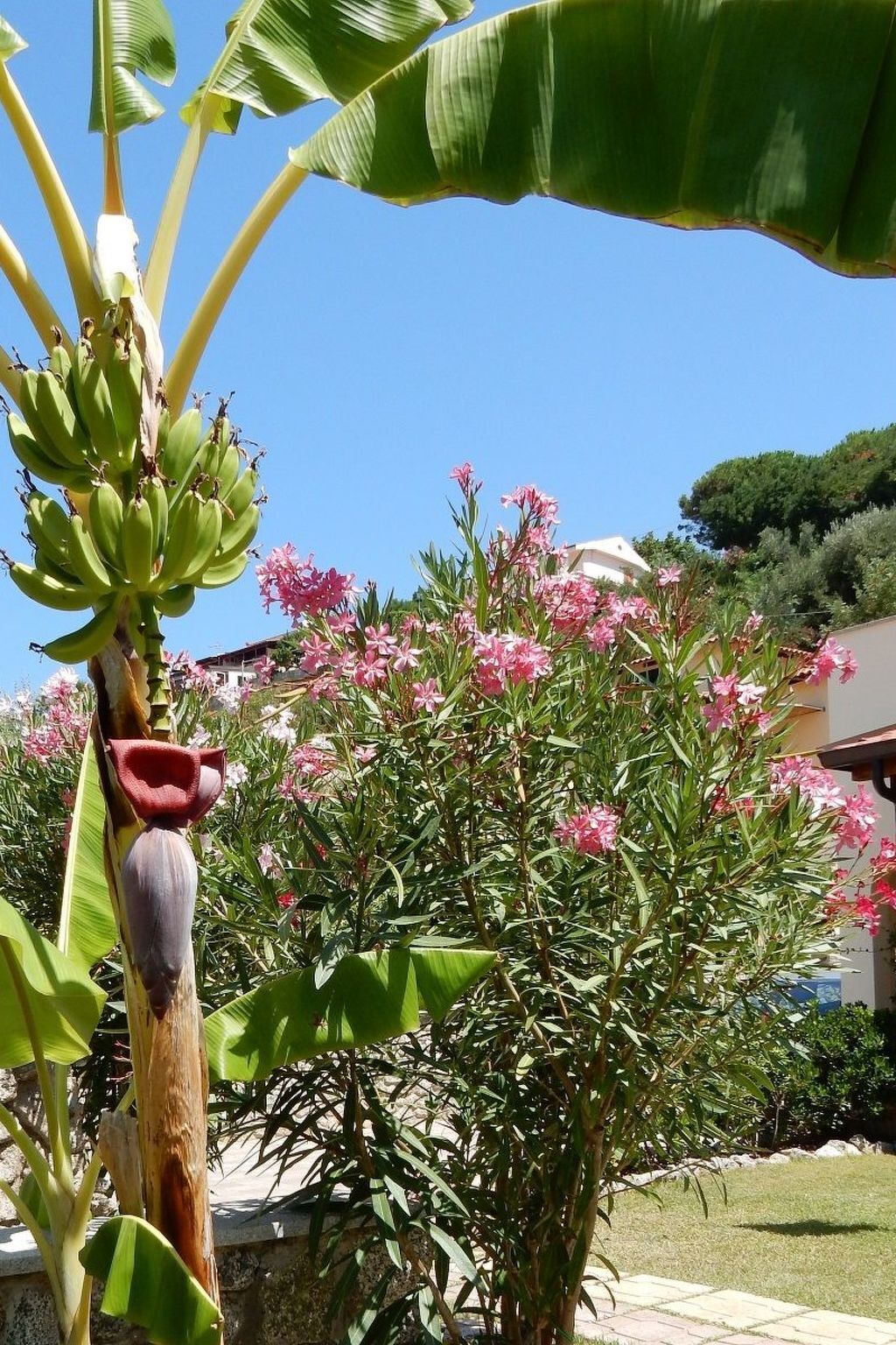 Appartement 2 chambres à 7 m de la plage à Capo Vaticano - Photo 17