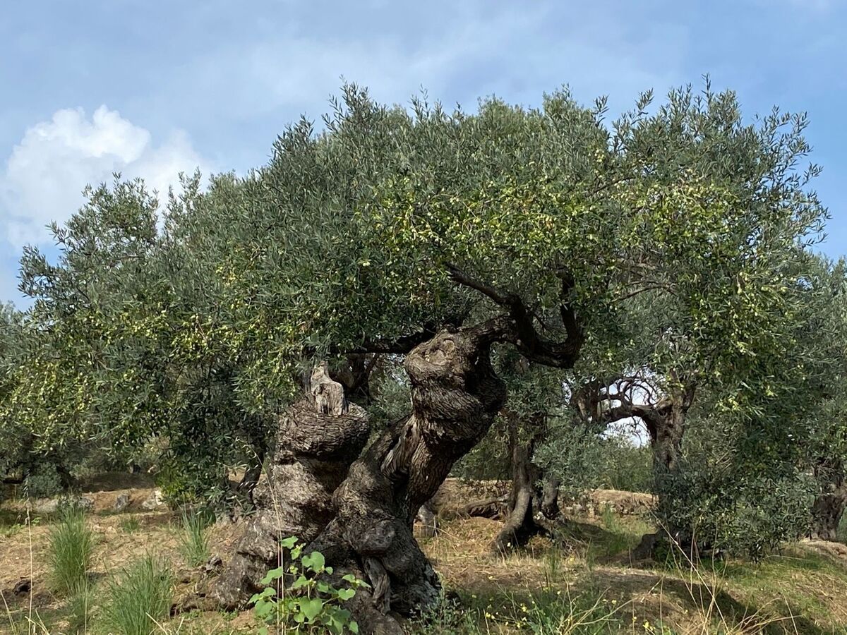 Casa Eos, suite XIXe siècle à Badolato Marina - Photo 25