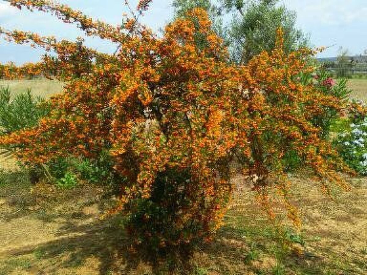 Villa 8 pers. avec grand jardin fruitier à Matino - Photo 15
