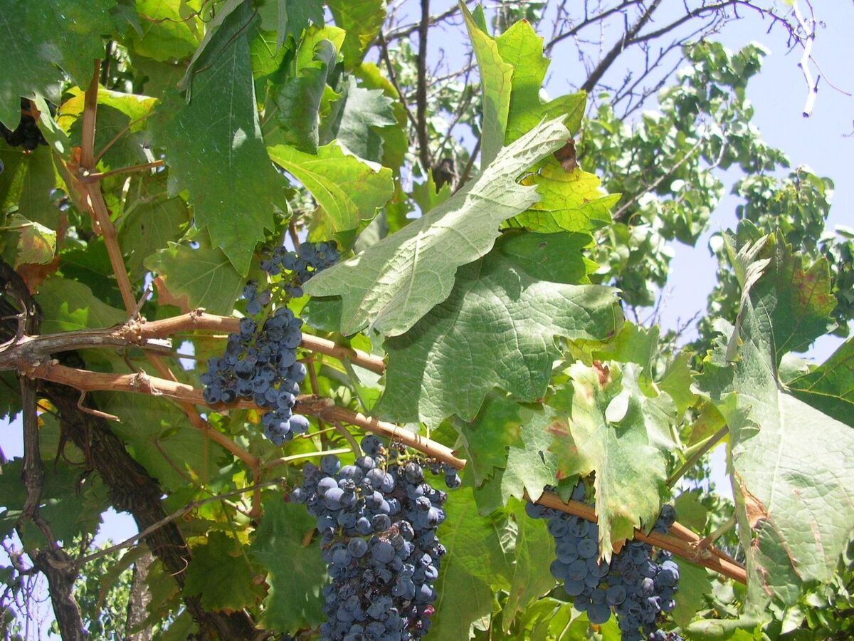 Villa 8 pers. avec grand jardin fruitier à Matino - Photo 16
