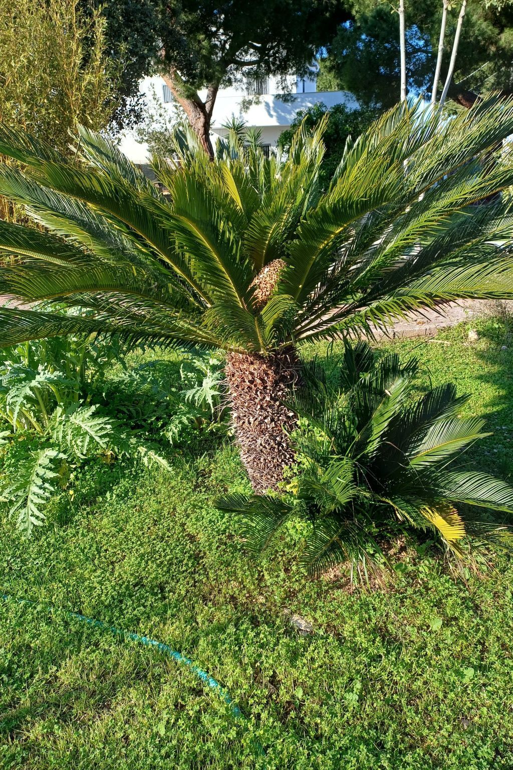 Villa Alma : maison 6 pers. à 700 m de la plage, Bari - Photo 35
