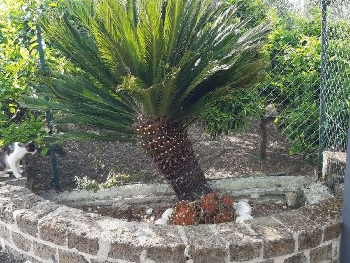 Maison 5 pers. avec piscine à Peschici, 1,5 km plage - Photo 40