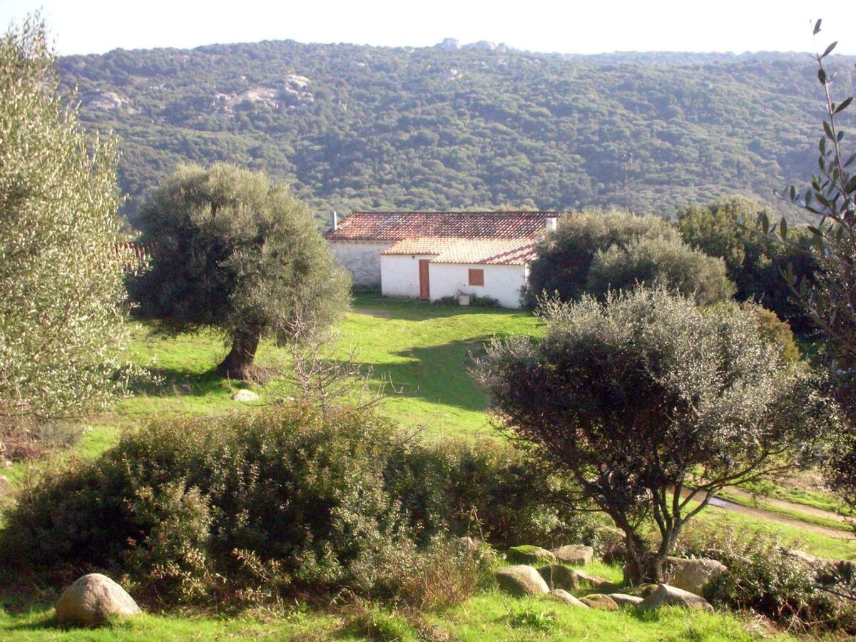 Stazzo traditionnel avec hectare de terrain à Luogosanto - Photo 3