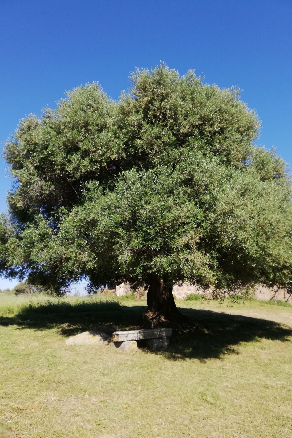 Stazzo traditionnel avec hectare de terrain à Luogosanto - Photo 9