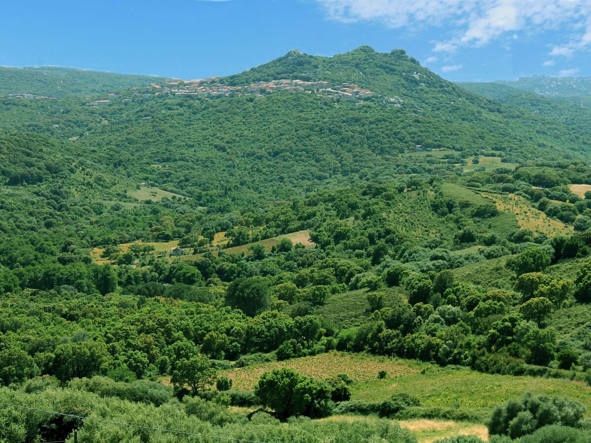 Stazzo traditionnel avec hectare de terrain à Luogosanto - Photo 10