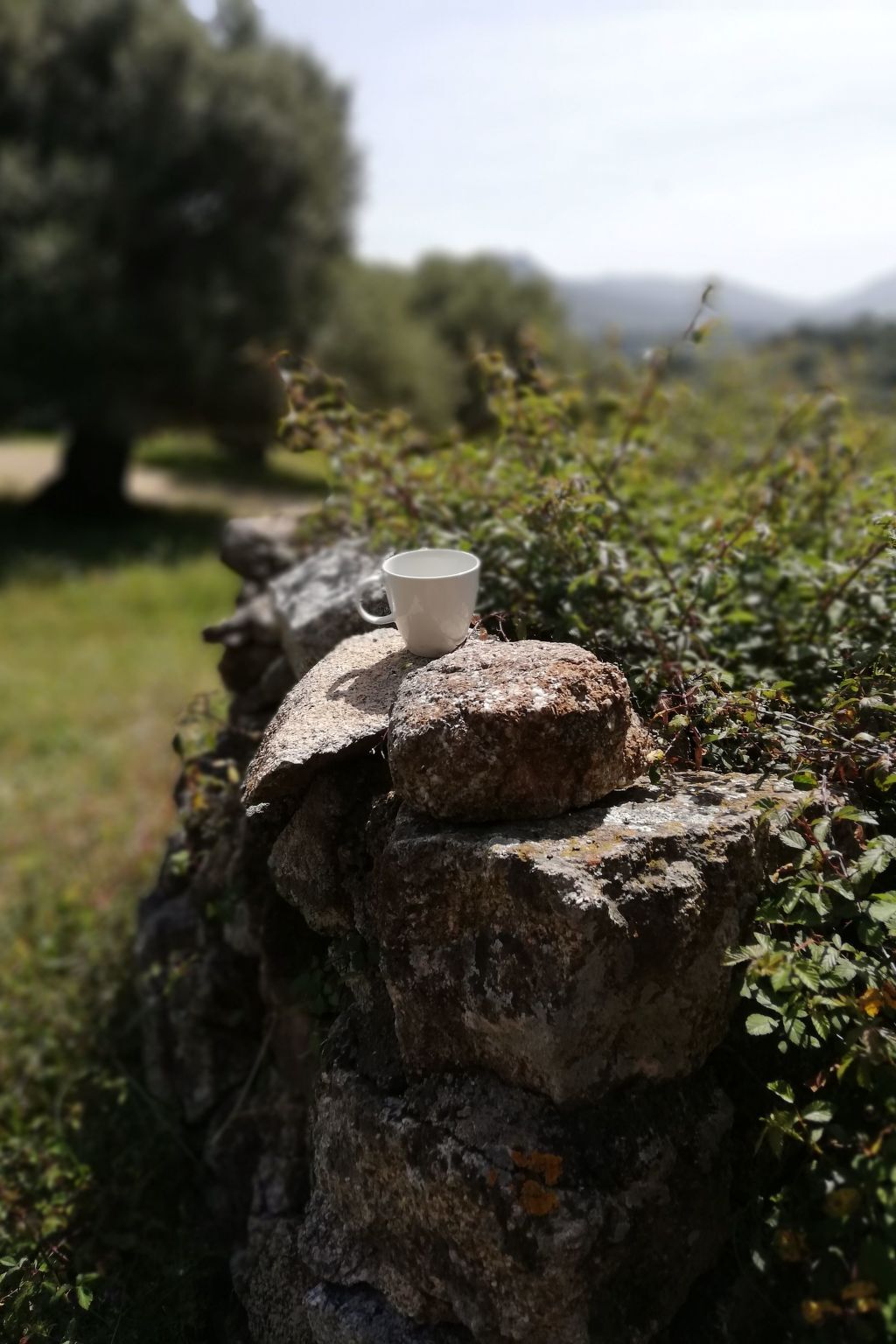 Stazzo traditionnel avec hectare de terrain à Luogosanto - Photo 25