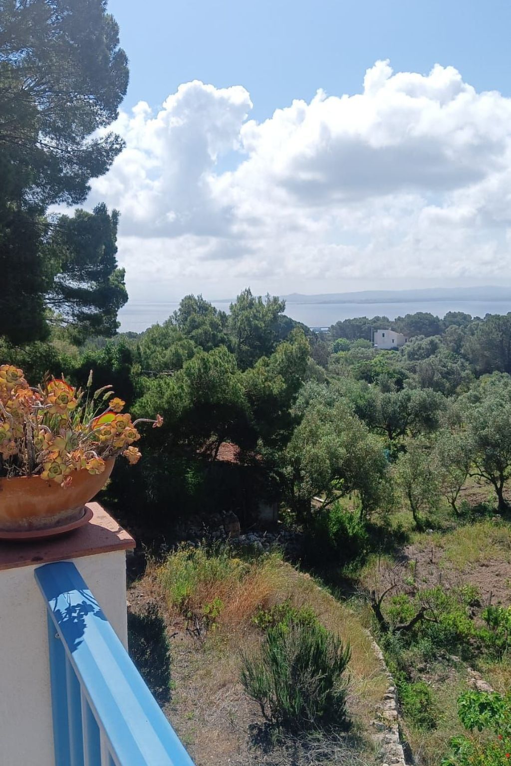 La casa dei Nonni – Maison avec jardin clos à Carloforte - Photo 3
