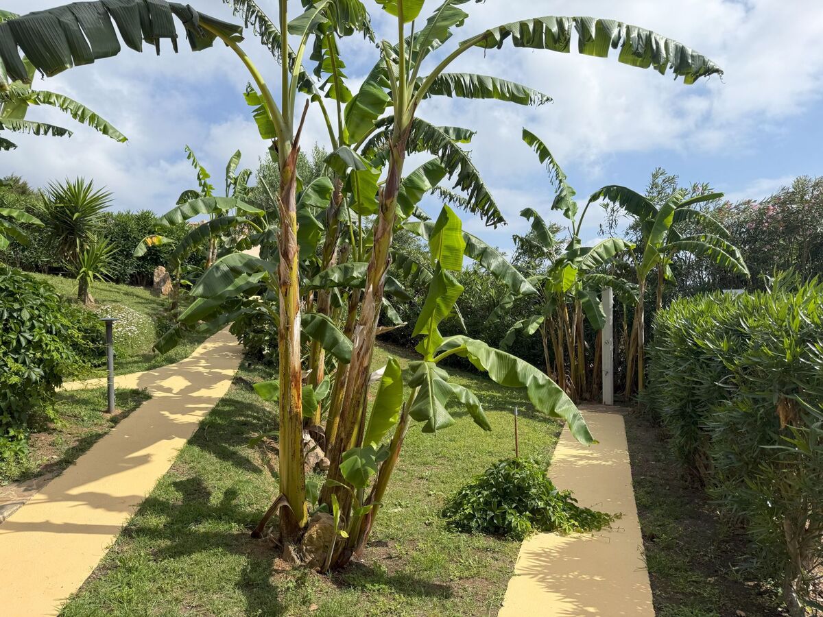 Villa I Banani – Appart. 4 pers., 3 km des plages - Photo 18