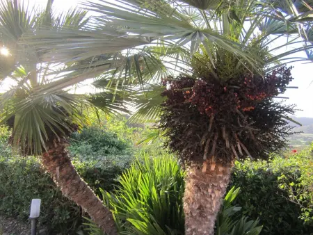 Appartement vue mer à Capoliveri, 1 km de la plage : photo 27