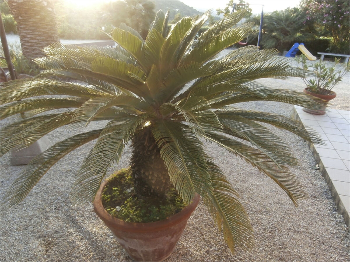 Appartement 5 pers. vue mer à Capoliveri, Île d'Elba - Photo 30