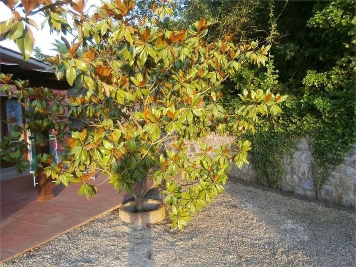 Appartement 4 personnes à Capoliveri avec vue mer - Photo 29