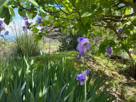 Villa Rosa dei Venti : maison 6 pers. avec jardin et vue mer : photo 4