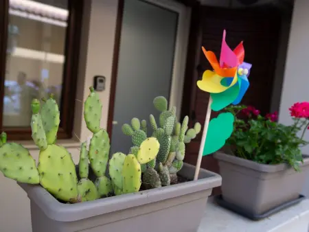 Location appartement à Balestrate, piano terra