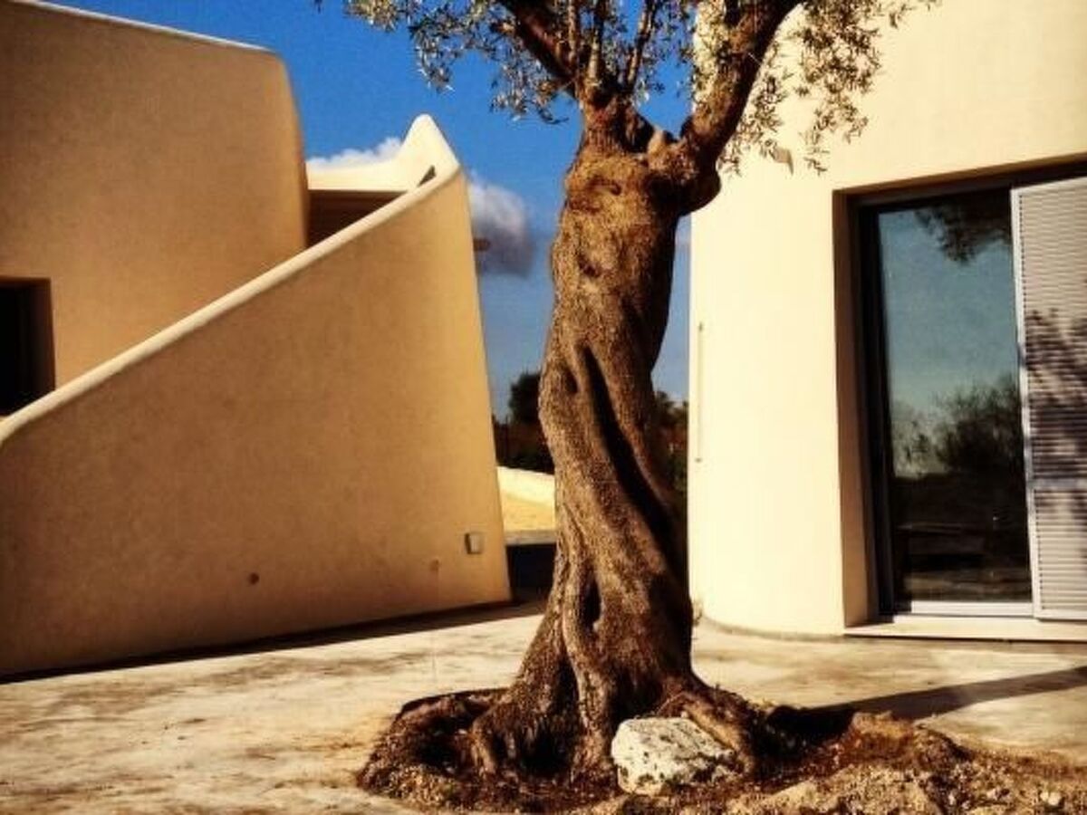 Villa Vendicari – 8 pers., piscine et cabane dans les arbres - Photo 50