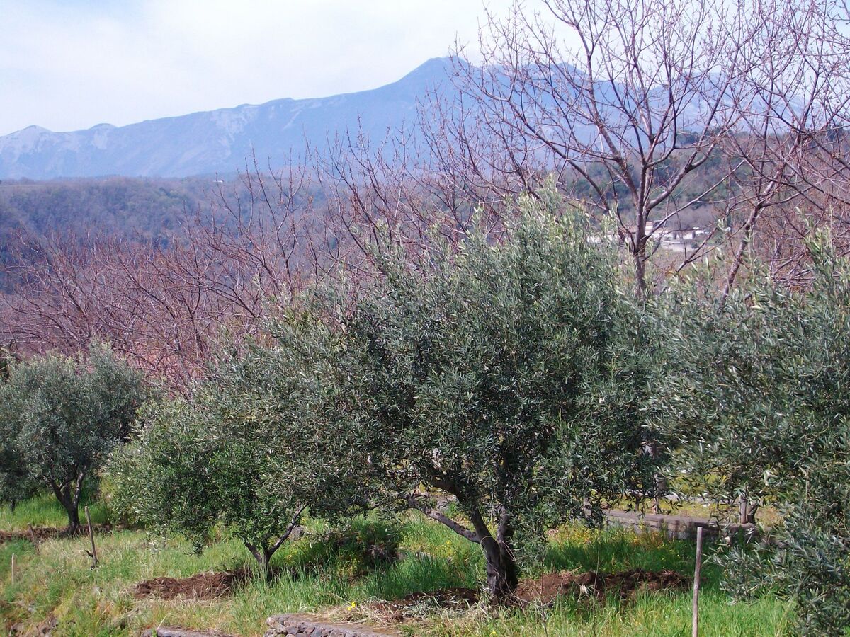 Casa Malù – Maison avec vue mer à Milo - Photo 44