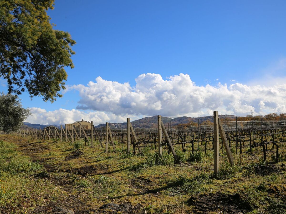 Villa Alloro en plein vignoble de Castiglione - Photo 4