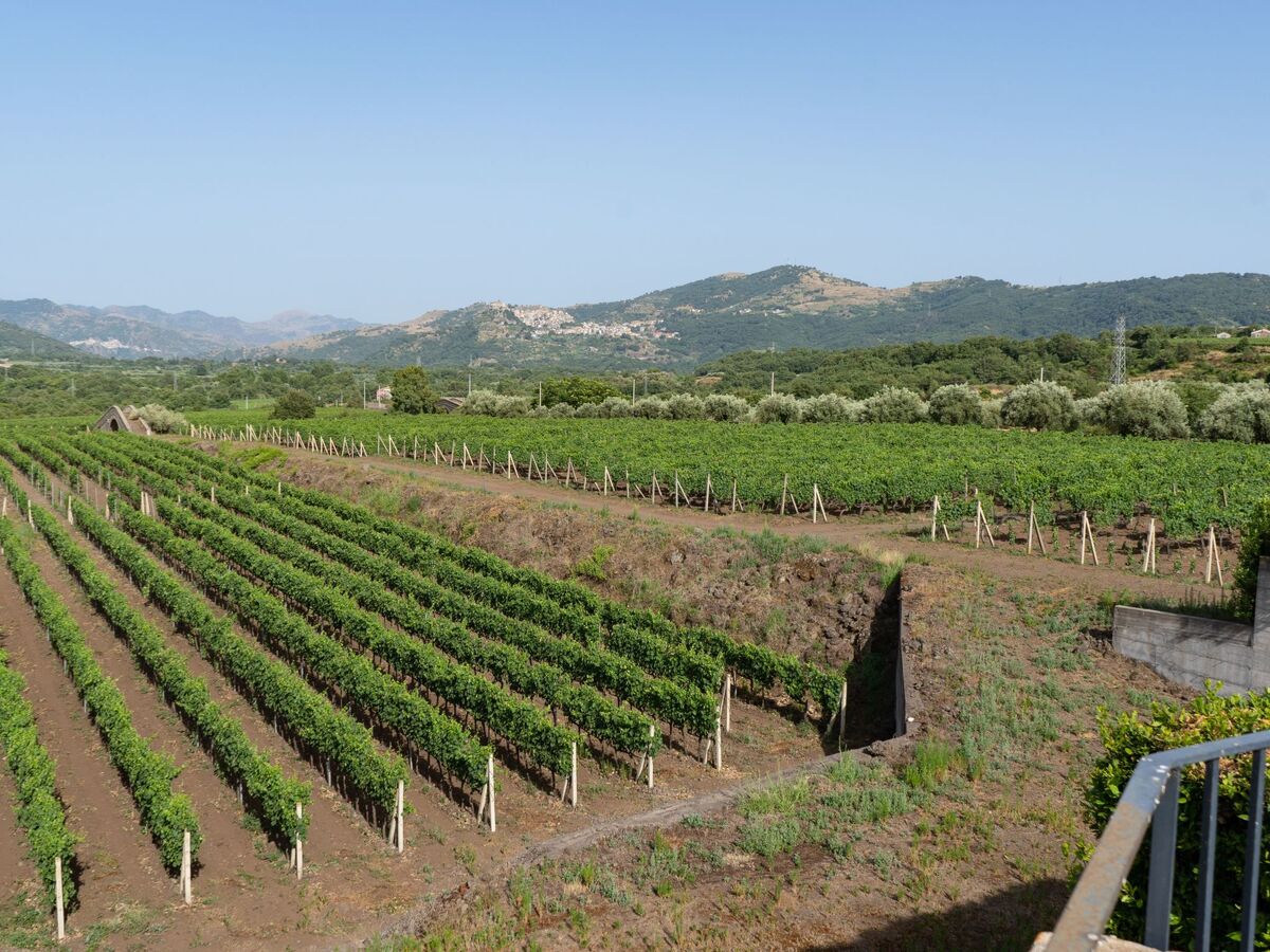 Villa Nocellara, maison entre vignobles et nature - Photo 5