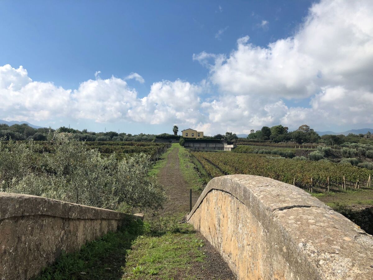 Villa Nocellara, maison entre vignobles et nature - Photo 6