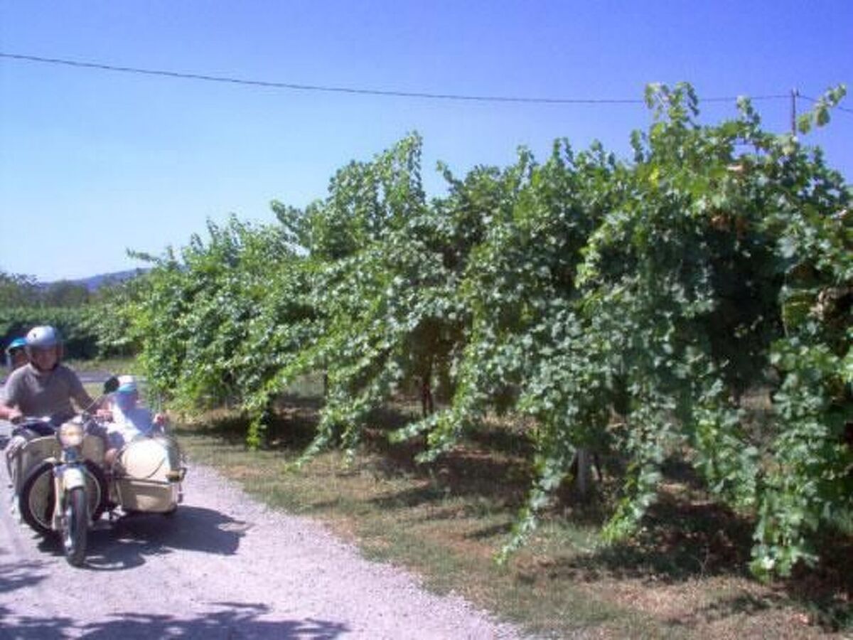 Studio Erica à la ferme, 10 hectares de vignobles - Photo 22