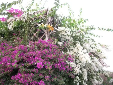 Le Jardin aux Etoiles : maison avec piscine privée à Sidi Boumoussa : photo 38