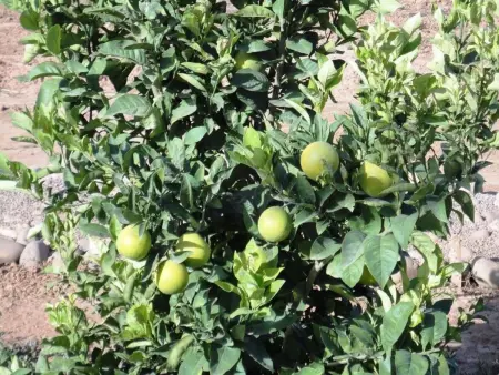 Le Jardin aux Etoiles : maison avec piscine privée à Sidi Boumoussa : photo 42