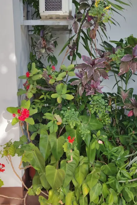 R Garden Pointe-aux-Sables : appartement 1 chambre, jardin privé : photo 10