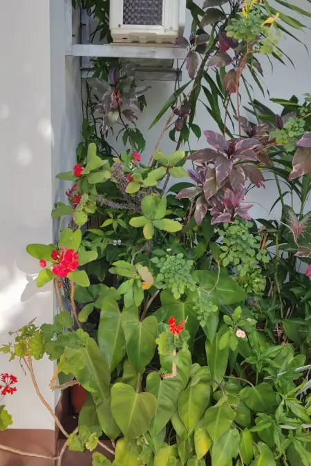 R Garden Pointe-aux-Sables : appartement 1 chambre, jardin privé : photo 20