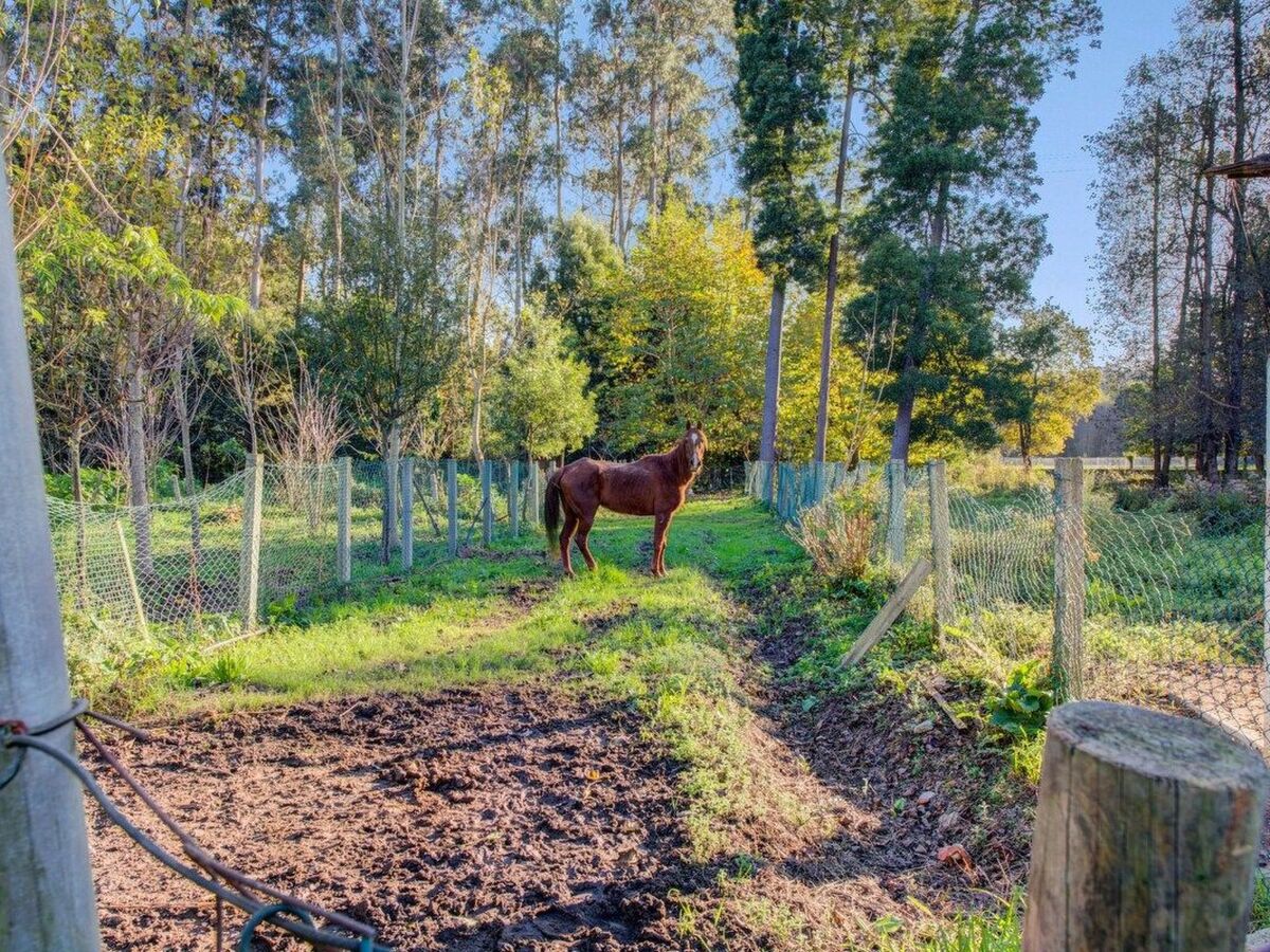 Maison du Moulin : 12 pers. ferme 15 000 m² Espinho - Photo 45