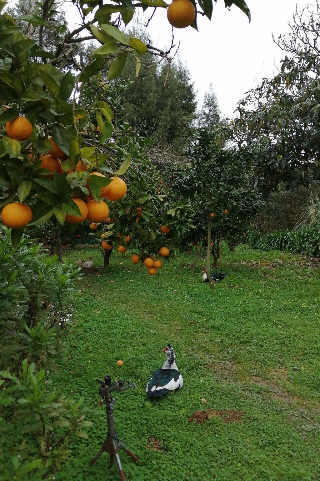 Maison du Moulin : 12 pers. ferme 15 000 m² Espinho - Photo 48