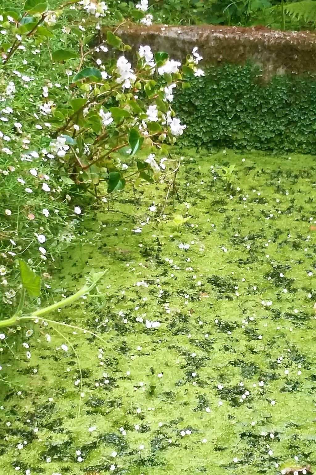 Quinta D'Avó Amélia – Ferme du XIXe siècle avec piscine, Albergaria-a-Velha - Photo 32