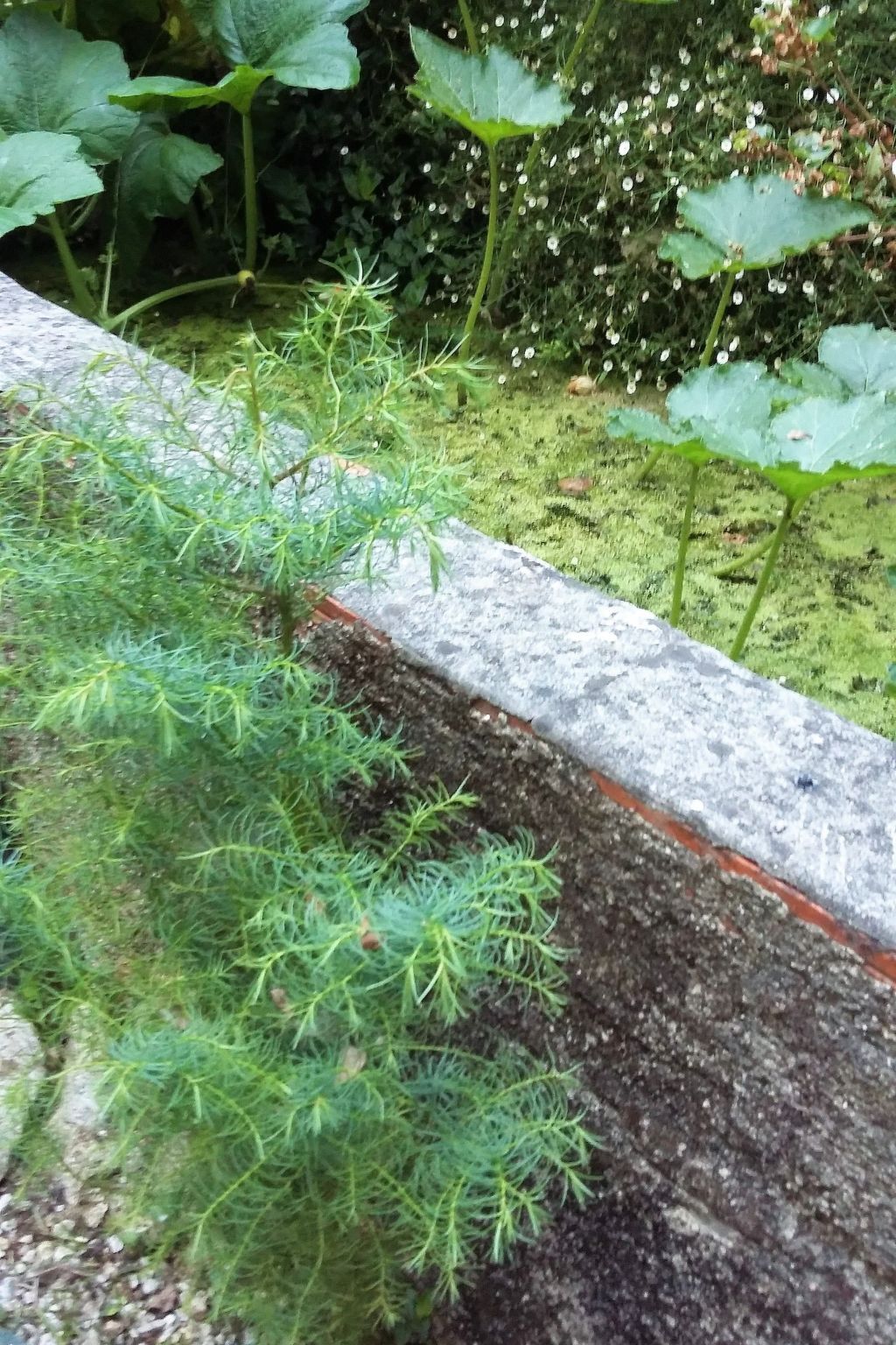 Quinta D'Avó Amélia – Ferme du XIXe siècle avec piscine, Albergaria-a-Velha - Photo 34
